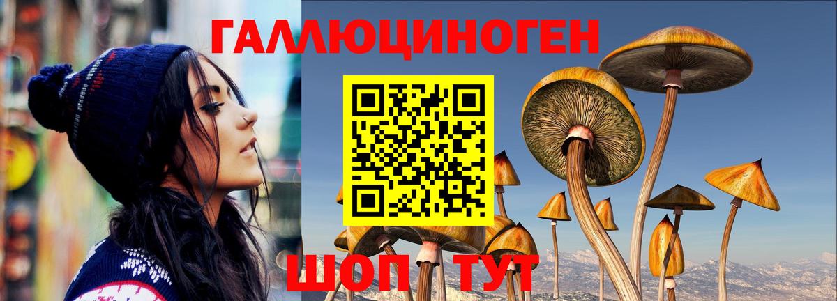 как найти наркотики  Псилоцибиновые грибы MAGIC MUSHROOMS  Вход с VPN  Мурино 